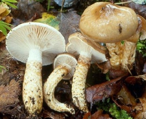   - Hygrophorus olivaceoalbus